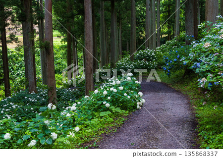 夏天的岩手縣一關市天奧紫陽花園 夏天的岩手縣一關市天奧紫陽花園 135868337