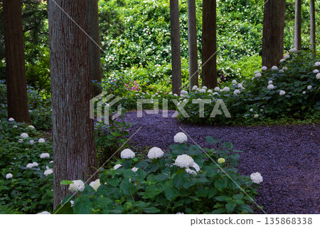 夏天的岩手縣一關市天奧紫陽花園 135868338