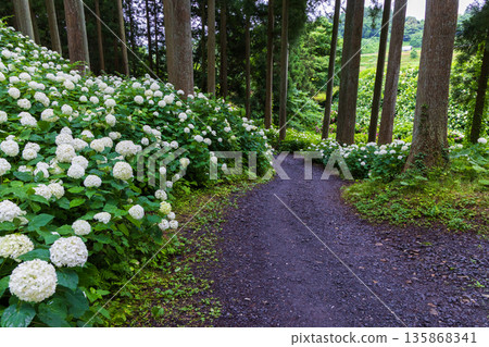 Annabelle at Ame no Michinoku Hydrangea Garden in Ichinoseki, Iwate Prefecture in summer Annabelle at Ame no Michinoku Hydrangea Garden in Ichinoseki, Iwate Prefecture in summer 135868341