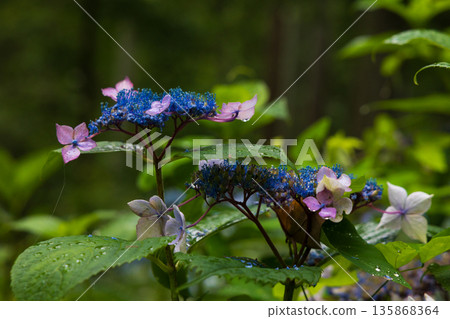 Summer in Ichinoseki, Iwate Prefecture, Ame no Michinoku Hydrangea Garden Summer in Ichinoseki, Iwate Prefecture, Ame no Michinoku Hydrangea Garden 135868364