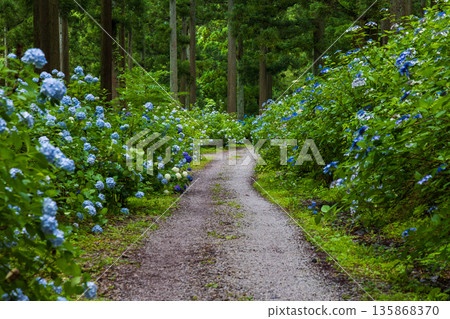 夏天的岩手縣一關市天奧紫陽花園 135868370