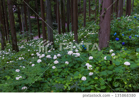Summer in Ichinoseki, Iwate Prefecture, Ame no Michinoku Hydrangea Garden Summer in Ichinoseki, Iwate Prefecture, Ame no Michinoku Hydrangea Garden 135868380