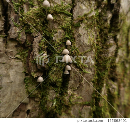 Small white mushrooms lined up vertically on mossy bark 135868491