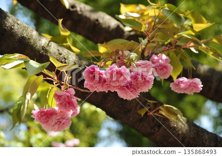 富根藏的櫻花 135868493