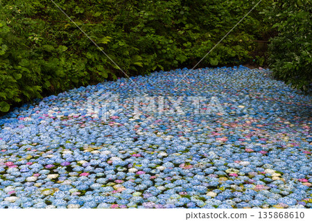 Summer in Ichinoseki, Iwate Prefecture, Ame no Michinoku Hydrangea Garden, Hydrangea Pond Summer in Ichinoseki, Iwate Prefecture, Ame no Michinoku Hydrangea Garden, Hydrangea Pond 135868610