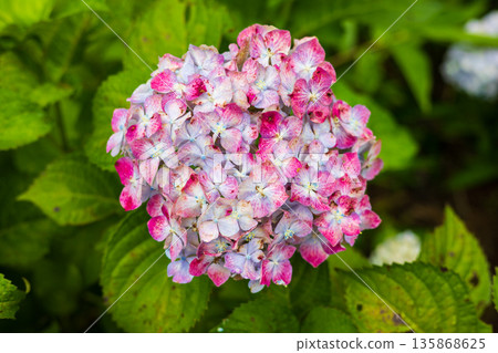 夏季下雨天,岩手縣一關市的道之野繡球花園。 夏季下雨天,岩手縣一關市的道之野繡球花園。 135868625