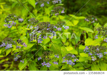 Summer in Ichinoseki, Iwate Prefecture, Ame no Michinoku Hydrangea Garden, Daisen Dark Blue Hydrangea Summer in Ichinoseki, Iwate Prefecture, Ame no Michinoku Hydrangea Garden, Daisen Dark Blue Hydrangea 135868634