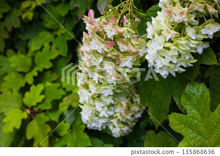 Summer in Ichinoseki, Iwate Prefecture, Ame no Michinoku Hydrangea Garden, Kashiwaba Hydrangea Summer in Ichinoseki, Iwate Prefecture, Ame no Michinoku Hydrangea Garden, Kashiwaba Hydrangea 135868636