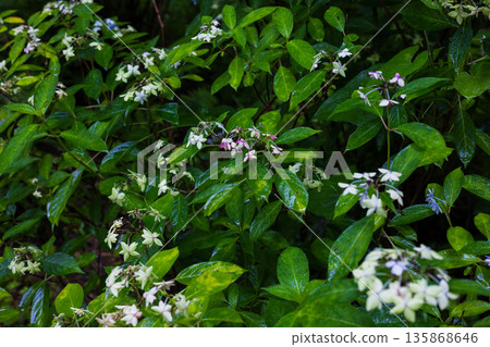 Seven-tiered flowers at Ame no Michinoku Hydrangea Garden in Ichinoseki, Iwate Prefecture in summer Seven-tiered flowers at Ame no Michinoku Hydrangea Garden in Ichinoseki, Iwate Prefecture in summer 135868646