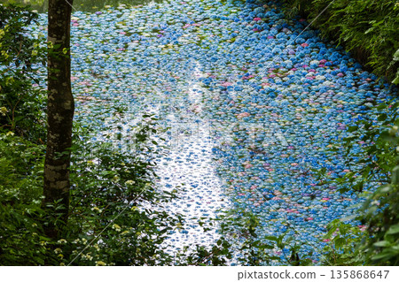 Summer in Ichinoseki, Iwate Prefecture, Ame no Michinoku Hydrangea Garden, Hydrangea Pond 135868647