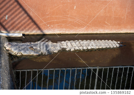 Relaxing Crocodile Relaxing Crocodile 135869182