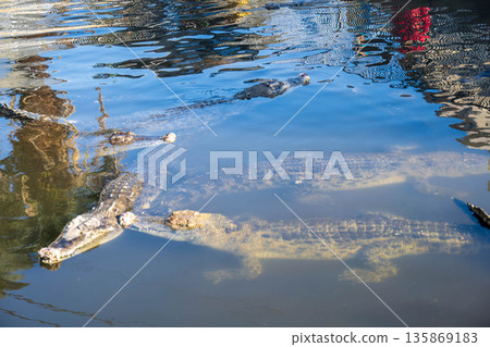 Crocodiles swimming in a group Crocodiles swimming in a group 135869183