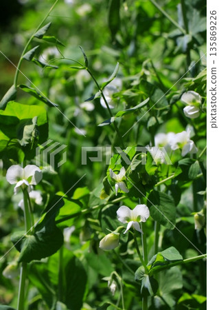 White pea flower White pea flower 135869226