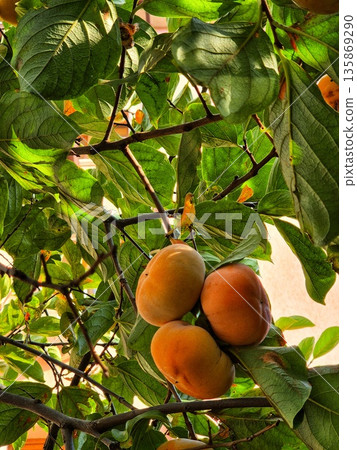 ripe persimmons on a tree. harvest of orange persimmon fruit among leaves. autumn persimmon fruit close up ripe persimmons on a tree. harvest of orange persimmon fruit among leaves. autumn persimmon fruit close up 135869290