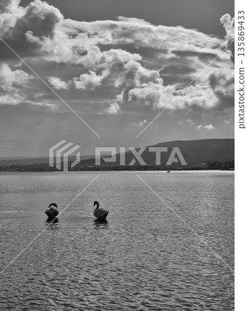 Two Swans Against a Dramatic Sky Monochrome Landscape: Two Swans on the Water Two Swans Against a Dramatic Sky Monochrome Landscape: Two Swans on the Water 135869433