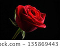 Red Rose On Black Background, Close-Up Bloom, Symbol Of Love And Romance 135869443