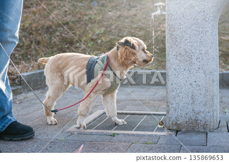 遛狗時，狗狗正在喝水 135869653