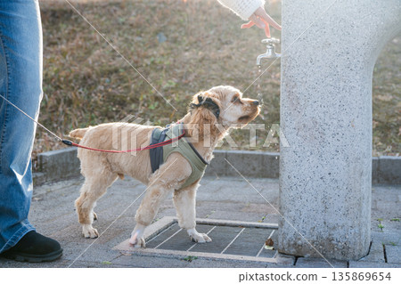 遛狗時,狗狗正在喝水 遛狗時,狗狗正在喝水 135869654