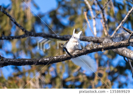 Hokkaido, squirrel, Hokkaido squirrel, squirrel, wildlife, rodent, animal, nature, small animal, mammal, cute, albino Hokkaido, squirrel, Hokkaido squirrel, squirrel, wildlife, rodent, animal, nature, small animal, mammal, cute, albino 135869929