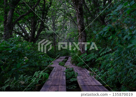A boardwalk through a quiet forest - A quiet plateau path 135870019