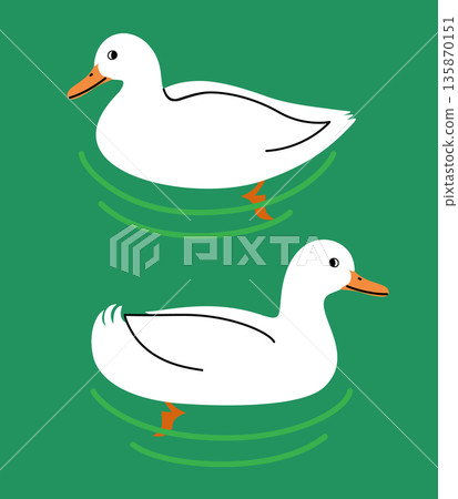 Vector illustration of two ducks swimming in a pond Vector illustration of two ducks swimming in a pond 135870151