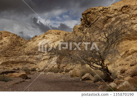 Dry river bed with trees. The road to the Red Canyon. Mountain landscape of the desert Dry river bed with trees. The road to the Red Canyon. Mountain landscape of the desert 135870190