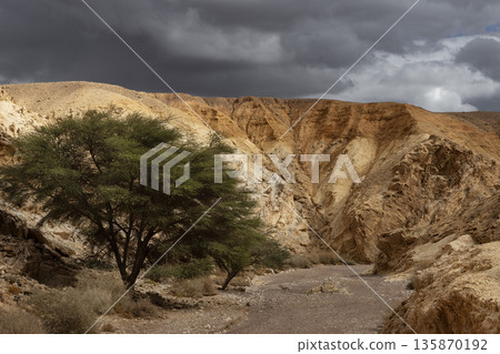 Dry river bed with trees. The road to the Red Canyon. Mountain landscape of the desert Dry river bed with trees. The road to the Red Canyon. Mountain landscape of the desert 135870192