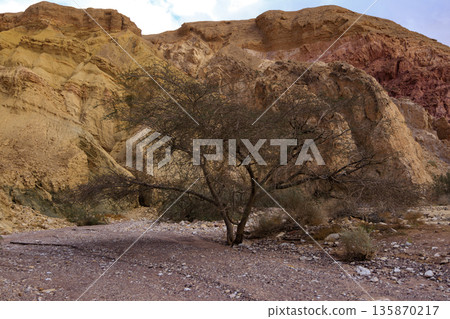 Dry river bed with trees. The road to the Red Canyon. Mountain landscape of the desert Dry river bed with trees. The road to the Red Canyon. Mountain landscape of the desert 135870217
