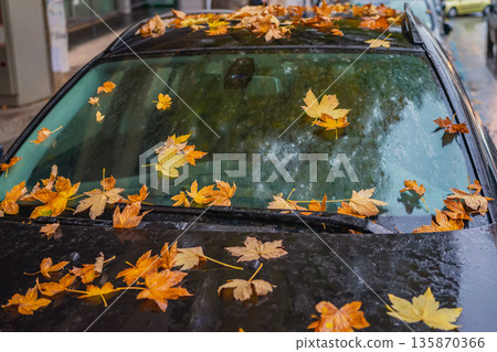 Wet maple autumn leaves scattered on windshield and hood of black car during rainy day. Concept of seasonal change, autumn nostalgia, quiet city moments 135870366