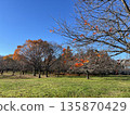 冬日櫻花花園 冬日櫻花花園 135870429