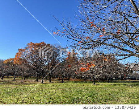 Winter's Sakura Garden Winter's Sakura Garden Winter's Sakura Garden Winter's Sakura Garden 135870429