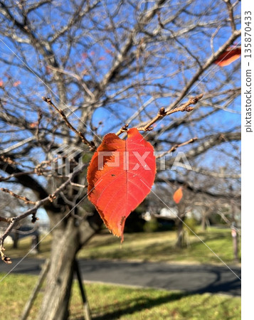 Brilliantly Red Sakura Leaf 135870433
