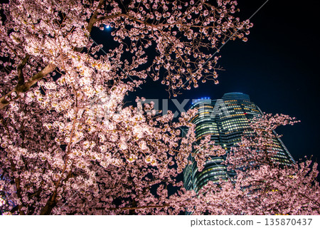Cherry blossoms at night and illuminated highlands seen from Mori Garden 135870437