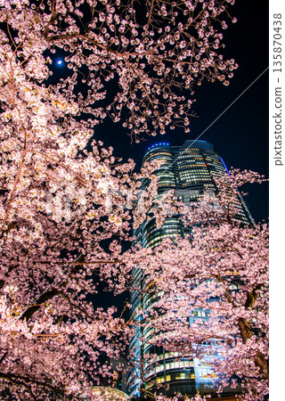 Cherry blossoms at night and illuminated highlands seen from Mori Garden Cherry blossoms at night and illuminated highlands seen from Mori Garden 135870438
