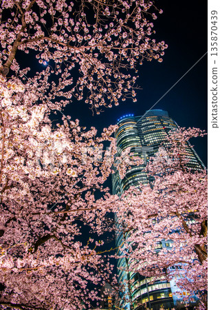 從森花園眺望夜晚的櫻花和燈光輝煌的高地 135870439