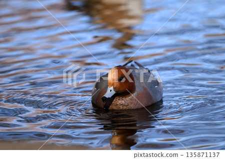 Hydrigamo Hydrigamo 135871137