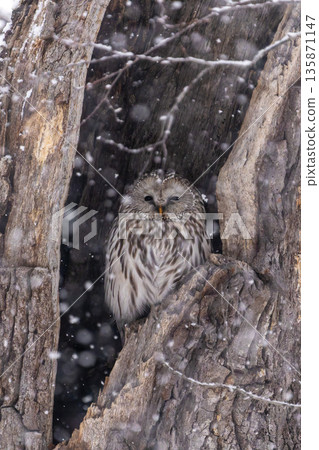Hokkaido Birds Ezo Owl Owl Raptor 135871147