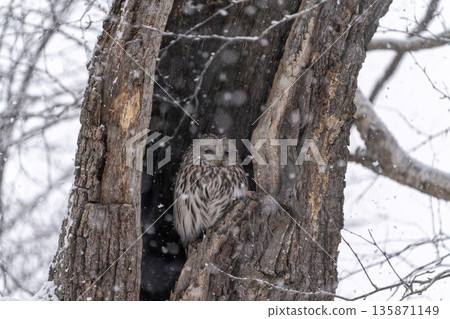 Hokkaido Birds Ezo Owl Owl Raptor Hokkaido Birds Ezo Owl Owl Raptor 135871149