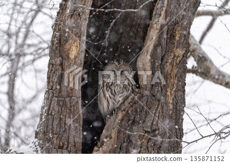 北海道鳥類 蝦夷貓頭鷹 猛禽 135871152