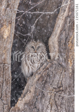 Hokkaido Birds Ezo Owl Owl Raptor Hokkaido Birds Ezo Owl Owl Raptor 135871161