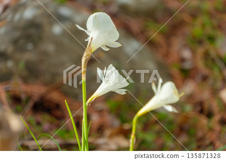 White petticoat daffodil flowers blooming in the meadow 135871328