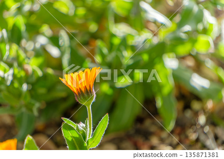 背光下的橙色金盞花 135871381