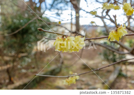 冬日花園裡盛開著淡黃色的冬青花 135871382