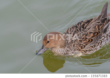 一隻雌性北針尾鴨在水面上游泳 135871383