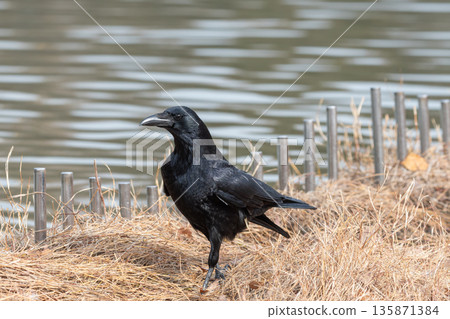 一隻烏鴉站在枯草上 135871384