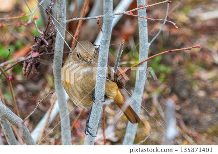 A female Daurian redstart peering out from between the branches A female Daurian redstart peering out from between the branches 135871401