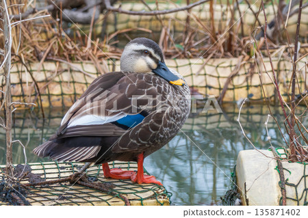 A spot-billed duck resting on a stake by the water A spot-billed duck resting on a stake by the water 135871402