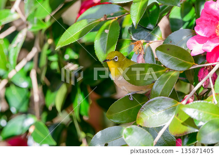 一隻日本繡眼鳥從冬山茶花的葉子間探出頭來 一隻日本繡眼鳥從冬山茶花的葉子間探出頭來 135871405