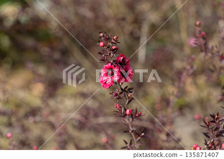 冬日陽光下盛開的重瓣白千層 135871407