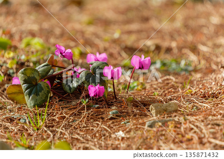 Wild cyclamen blooming in the winter light Wild cyclamen blooming in the winter light 135871432